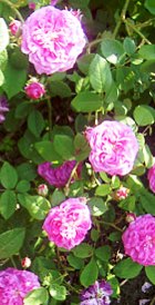 Rose, English Organic Hydrosol